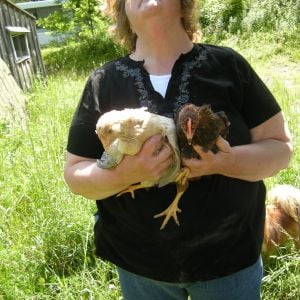 Blondie and Welsummer rooster; 6 weeks