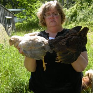 Americauner hen, right hand; Welsummer rooster, left hand; 6 weeks