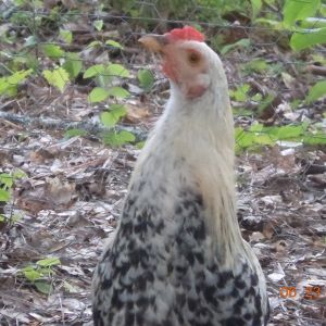 Lulu, my favorite hen (SHH! Don't tell the others!!)
