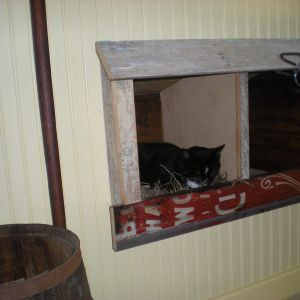 Cody enjoying the nesting box (In progress).