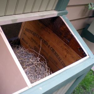 Inside nesting box - to date.