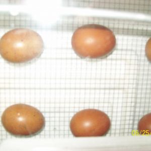 Trying not to count chickens before they hatch...but am very excited of the prospect!!
Going to make the brooder. Even if I am not skilled/lucky enough to be graced with  chicks this time..well, there is always a 'next' and will need a brooder then!