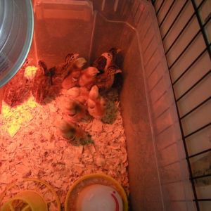 Buckeye chicks and guinea keets, 1 week