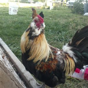 My bantam EE Alpha checking things out