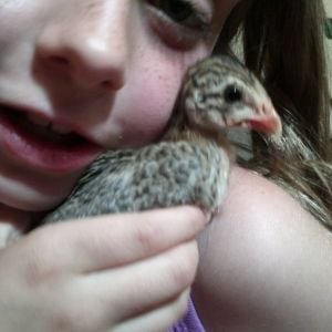 my daughter is loving the keets