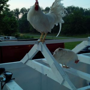 Foghorn overlooking new coop at sunrise.