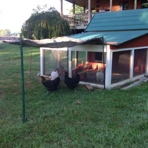 Quick set up for several day separated intro of Maia & Lela to current flock