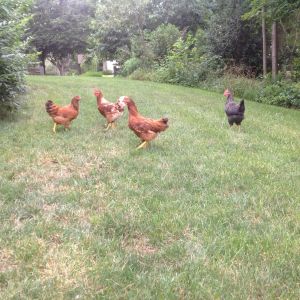 Still trying to separate/identify the rooster(s).   One crowed the other day.  Three rooster,  two hens.  Boys off to the farm.