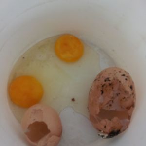 Second egg with normal yolk.