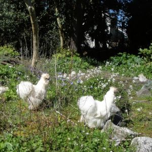 Free ranging in the garden. May 2013