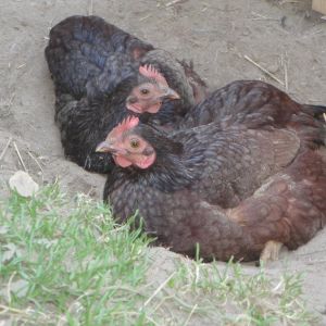 One can't have all the fun so now TWO Bantam RIR pullets dust wallowing together. July 2013