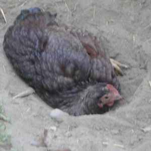 Digging a hole to China. Wood ash dust bath makes it easy for the little bantam RIR pullet to get dirty. July 2013