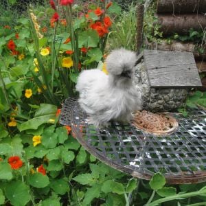 Same little Lavender Catdance pullet. Dosn't want to pose. Four months old July 2013