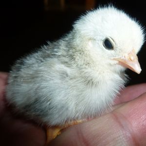 This 2013 chick, grew into a nice pullet, she is currently being housed in the pullet growing coop and will be added to the 2014 breeder coop. She matured into a nice Columbian.