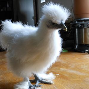 possible pullet 2