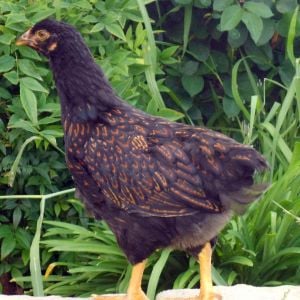 young pullet that has really nice lacing coming in