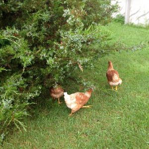 Henrietta, Caramel, and Zoey ISA Browns - birds of a feather.... !