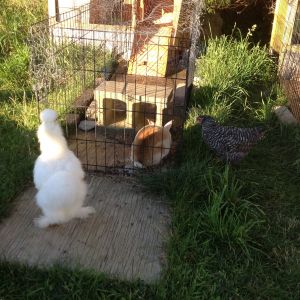 Checking out the rabbits :)