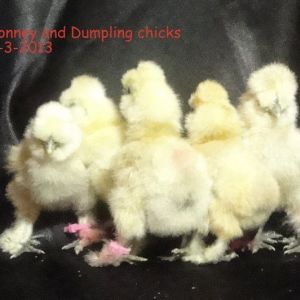 Catdance breeding. Five chicks. Dumpling and Bonney covered by Fluffy Dragon. Blue leg band #77  Four days old. Pink zip Bonney. Yellow zip Dumpling.