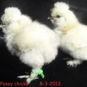 Miss Posey chicks. Sheryl Butler pullet. Catdance cock Fluffy Dragon. Blue leg band #77  Green zip for Posey chicks.