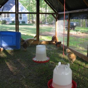 I used the tupperware tub to ferry the girls back and forth from the brood pen to the run until I got the coop built and coupled to the run.