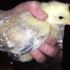 12 day old Sulmtaler chick