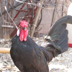 Oscar the Rosecomb Bantam Rooster