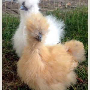Our two silkies. I have a feeling the buff is a pullet and the white a cockerel, but.... I've been told you can never be 100% certain until they either crow or lay.