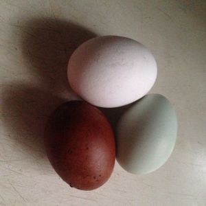 Finally, a dark brown egg!