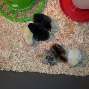 these are my chickies 4 mo ago. If only i knew only one was a hen. Ohh the heartache 8(