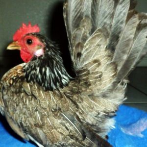 This is a pullet breeder, a 2013 Feb hatch, she has her first fertile eggs in the incubator she is in the 7 ounce range, and is bred back to her sire LJ a Micro roo pictured in this same album.