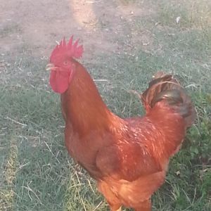 My very awesome New Hampshire Red Rooster!