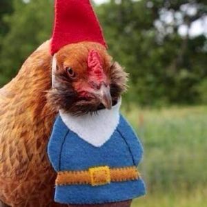 *
Halloween is a'comin'!!1  Brilliant.  That is one annoyed chicken!