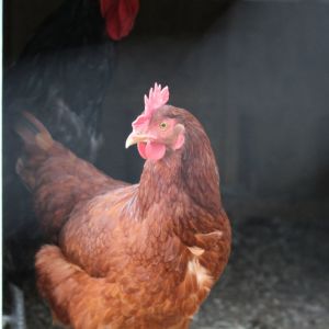 This is of my now year-old Rhode island red hen posing in the doorway.