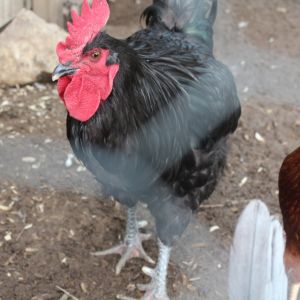 My big rooster Diablo. Pic. of his son coming soon!
