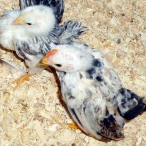 This pair of 2013 chicks gives you a good idea of the difference between very young pullet and roo chicks, the chick at the top is the hen.