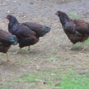 Five month old pullets. August 2013