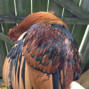 this is Gold, my gold-laced wyandote rooster