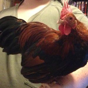 this is Hank, my serama rooster
we got a really good deal on him