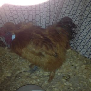 this is my Japanese buff silkie rooster, Mr.BuffSilx