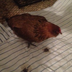this here is my ameraucana hen, Brownie