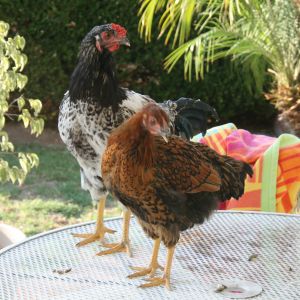 My rooster Harvey and pullet Brownie at 3 months of age.  Their favorite place to hang....the concept of free range involving grass and bugs seems to elude them...they hang out by the sliding glass doors hoping to come inside the house!