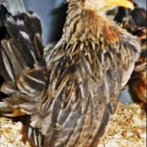 A 2013 Pullet, now just in full feather, she has some potential...chest out, tail up, wings down,  head just needs to come back..but her down wings gets her a second and third glance...she will stay and we will see how she fills out.
