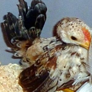 This is a tiny 2013 cockerel chick, his comb size gives away his age, most cockerels at this age are much larger, he will go down the road though, his sire is 9.5 ounces,