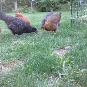 5 hens free ranging.  Ms. Doris Flores Gorgeous Welsummer on the right.
