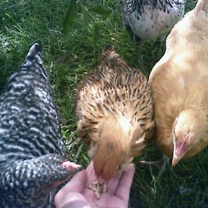 (L to R) LucyAnn is my Dominique, Tawny is my Araucana, and Margaret is my Orpington