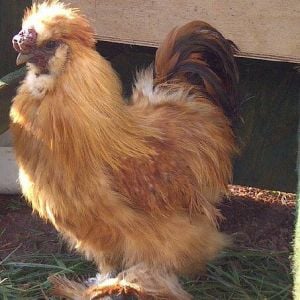 * My gorgeous Silkie rooster "Beauregard" from Beaufort West, South Africa.