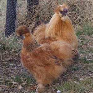 * My gorgeous silkies, Beauregard and Scarlett...Charlotte not featured...she was scratching around beyond the lens!