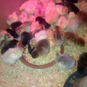 *My husband has recently confessed we have OVER 200 NEW chicks in various boxes with heating lamps....  SPRING HAS SPRUNG!