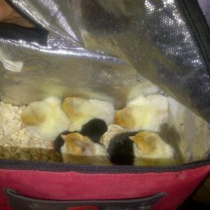 *I send him to work with chicken sandwiches, he comes home with chicks!